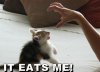 cutecat iteatsme.jpg